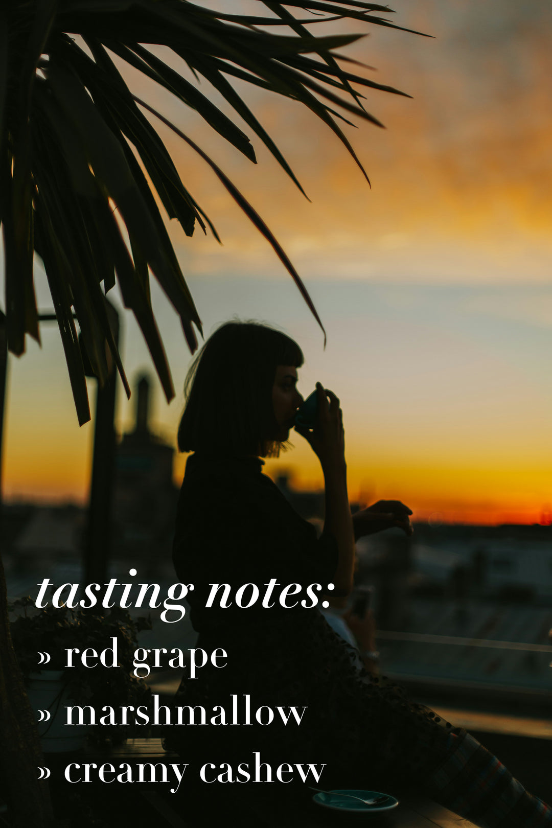 Torque Coffee - H1 Centroamericano - Mexico