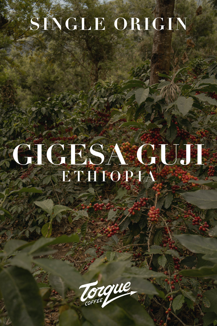 Torque Coffee - Gigesa Guji - Ethiopia