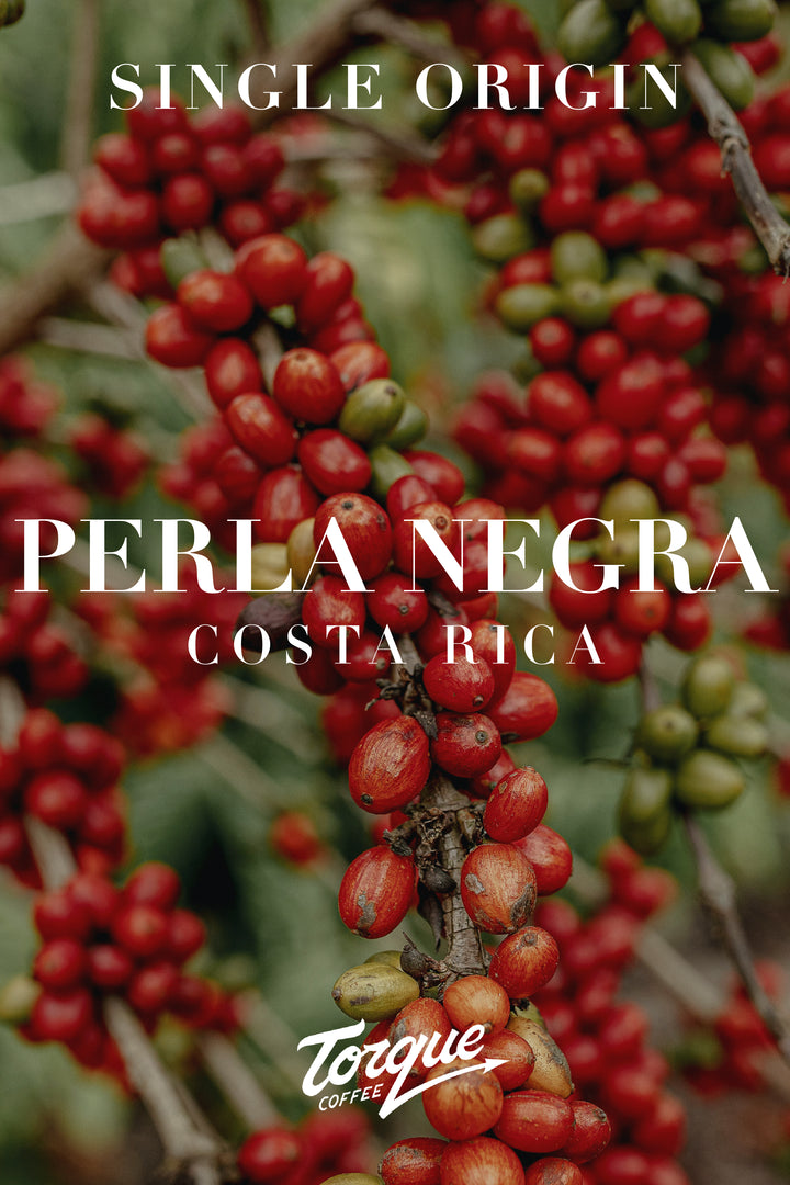 Torque Coffee - Perla Negra - Costa Rica